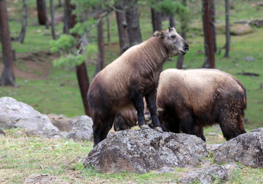 experience with us in Bhutan