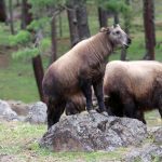 experience with us in Bhutan